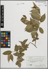 Foto von Salix pentandra L.
